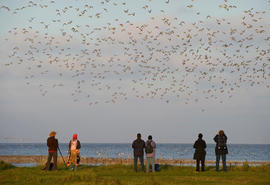 Birdwatchers watching waders, Norfolk UK  © World Migratory Bird Day